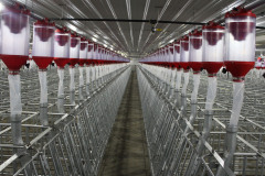 Inside-Sow-Unit